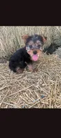 Mike, a male Yorkshire Terrier for sale in South Tucson, AZ – 1 of 2