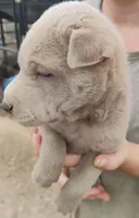 Missy, a female Chinese Shar-Pei for sale in South Tucson, AZ – 3 of 3
