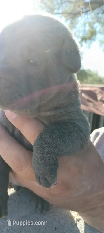 Boy 1, a male Chinese Shar-Pei for sale in South Tucson, AZ – Photo 1 of 2