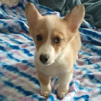 Cody, a male Pembroke Welsh Corgi for sale in South Tucson, AZ – Photo 2 of 2