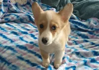 Cody, a male Pembroke Welsh Corgi for sale in South Tucson, AZ – Photo 2 of 2