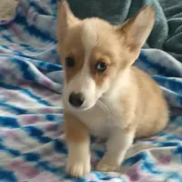 Cody, a male Pembroke Welsh Corgi for sale in South Tucson, AZ – Photo 1 of 2