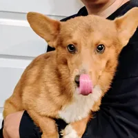 Mickey, a male Pembroke Welsh Corgi for sale in South Tucson, AZ – Photo 1 of 2