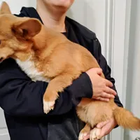 Mickey, a male Pembroke Welsh Corgi for sale in South Tucson, AZ – Photo 2 of 2