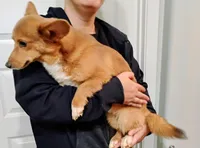 Mickey, a male Pembroke Welsh Corgi for sale in South Tucson, AZ – Photo 2 of 2