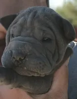 Girl 3, a female Chinese Shar-Pei for sale in South Tucson, AZ – Photo 1 of 2
