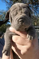 Girl 3, a female Chinese Shar-Pei for sale in South Tucson, AZ – Photo 2 of 2