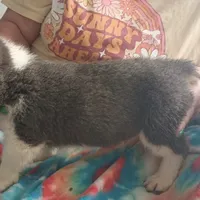 Blue boy 1, a male Cardigan Welsh Corgi and Pembroke Welsh Corgi for sale in South Tucson, AZ – Photo 2 of 3