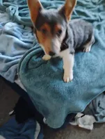 Blue boy 1, a male Cardigan Welsh Corgi and Pembroke Welsh Corgi for sale in South Tucson, AZ – Photo 5 of 5