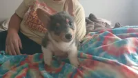 Blue boy 1, a male Cardigan Welsh Corgi and Pembroke Welsh Corgi for sale in South Tucson, AZ – Photo 2 of 5