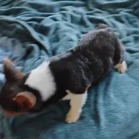 Blue boy 1, a male Cardigan Welsh Corgi and Pembroke Welsh Corgi for sale in South Tucson, AZ – Photo 3 of 3