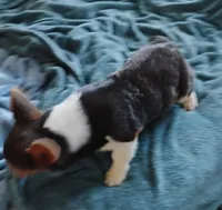 Blue boy 1, a male Cardigan Welsh Corgi and Pembroke Welsh Corgi for sale in South Tucson, AZ – Photo 4 of 5