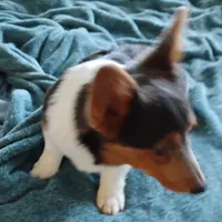 Blue boy 1, a male Cardigan Welsh Corgi and Pembroke Welsh Corgi for sale in South Tucson, AZ – Photo 1 of 3