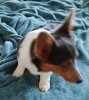 Blue boy 1, a male Cardigan Welsh Corgi and Pembroke Welsh Corgi for sale in South Tucson, AZ – Photo 1 of 5