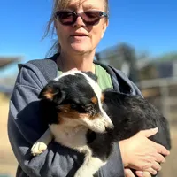 Diamond, a female Pembroke Welsh Corgi and Miniature Australian Shepherd for sale in South Tucson, AZ – Photo 2 of 4