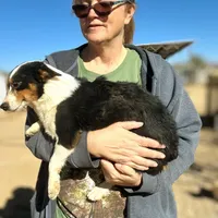 Diamond, a female Pembroke Welsh Corgi and Miniature Australian Shepherd for sale in South Tucson, AZ – Photo 4 of 4