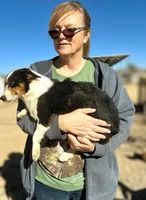 Diamond, a female Pembroke Welsh Corgi and Miniature Australian Shepherd for sale in South Tucson, AZ – Photo 4 of 4