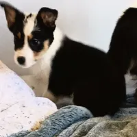 Diamond, a female Pembroke Welsh Corgi and Miniature Australian Shepherd for sale in South Tucson, AZ – Photo 1 of 4