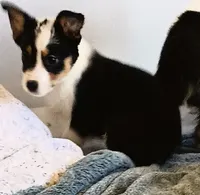 Diamond, a female Pembroke Welsh Corgi and Miniature Australian Shepherd for sale in South Tucson, AZ – Photo 1 of 4