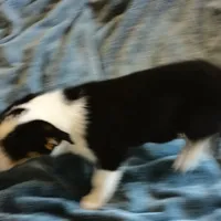 Diamond, a female Pembroke Welsh Corgi and Miniature Australian Shepherd for sale in South Tucson, AZ – Photo 3 of 4