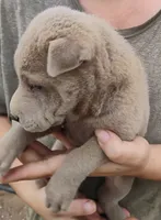Missy, a female Chinese Shar-Pei for sale in South Tucson, AZ – 2 of 3
