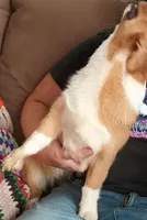 Pepper, a female Pembroke Welsh Corgi for sale in South Tucson, AZ – Photo 3 of 3