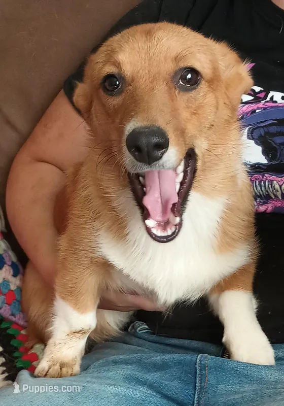 Pepper, a female Pembroke Welsh Corgi for sale in South Tucson, AZ – Photo 1 of 3