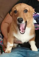 Pepper, a female Pembroke Welsh Corgi for sale in South Tucson, AZ – Photo 1 of 3