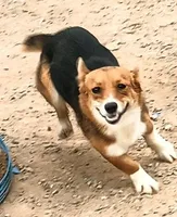 Fanny, a female Pembroke Welsh Corgi for sale in South Tucson, AZ – Photo 1 of 8