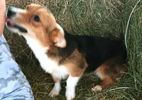 Fanny, a female Pembroke Welsh Corgi for sale in South Tucson, AZ – Photo 3 of 8