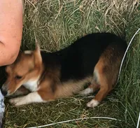 Fanny, a female Pembroke Welsh Corgi for sale in South Tucson, AZ – Photo 2 of 8