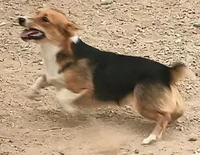 Fanny, a female Pembroke Welsh Corgi for sale in South Tucson, AZ – Photo 8 of 8