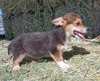 Fanny, a female Pembroke Welsh Corgi for sale in South Tucson, AZ – Photo 4 of 8