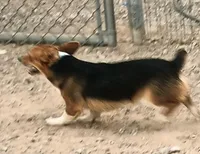Fanny, a female Pembroke Welsh Corgi for sale in South Tucson, AZ – Photo 7 of 8
