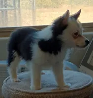 Hoodinie, a female Pembroke Welsh Corgi and Miniature Australian Shepherd for sale in South Tucson, AZ – Photo 1 of 5