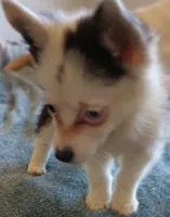 Hoodinie, a female Pembroke Welsh Corgi and Miniature Australian Shepherd for sale in South Tucson, AZ – Photo 3 of 5