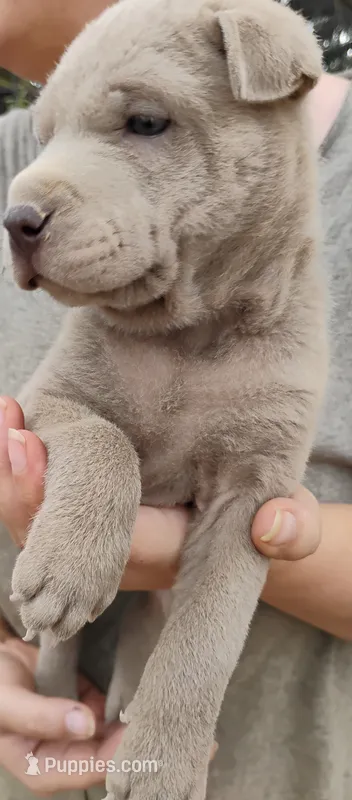 Missy – Chinese Shar-Pei puppy for sale in South Tucson, AZ