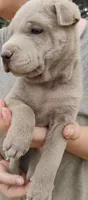 Missy, a female Chinese Shar-Pei for sale in South Tucson, AZ – 1 of 3