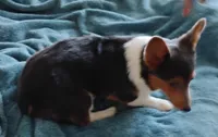 Blue boy 1, a male Cardigan Welsh Corgi and Pembroke Welsh Corgi for sale in South Tucson, AZ – 2 of 4