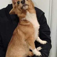 Betsy, a female Pembroke Welsh Corgi for sale in South Tucson, AZ – Photo 2 of 3