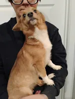 Betsy, a female Pembroke Welsh Corgi for sale in South Tucson, AZ – Photo 2 of 3