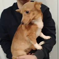 Betsy, a female Pembroke Welsh Corgi for sale in South Tucson, AZ – Photo 3 of 3