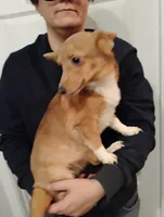 Betsy, a female Pembroke Welsh Corgi for sale in South Tucson, AZ – Photo 3 of 3