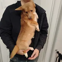 Betsy, a female Pembroke Welsh Corgi for sale in South Tucson, AZ – Photo 1 of 3