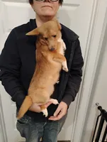 Betsy, a female Pembroke Welsh Corgi for sale in South Tucson, AZ – Photo 1 of 3