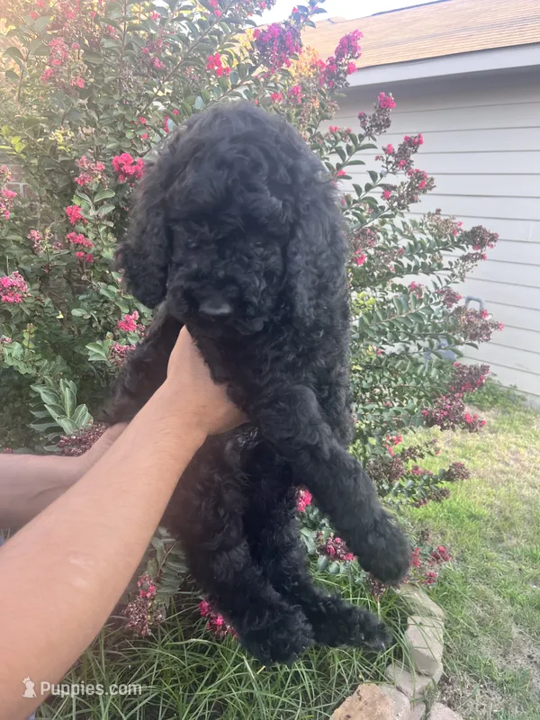 Steven  – Poodle - Standard  puppy for sale in Helotes, TX