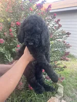 Steven , a male Poodle - Standard  for sale in Helotes, TX – 1 of 5