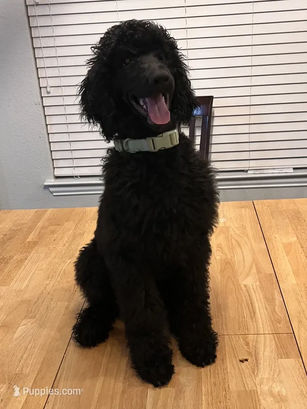 Steven  – Poodle - Standard  puppy for sale in Helotes, TX