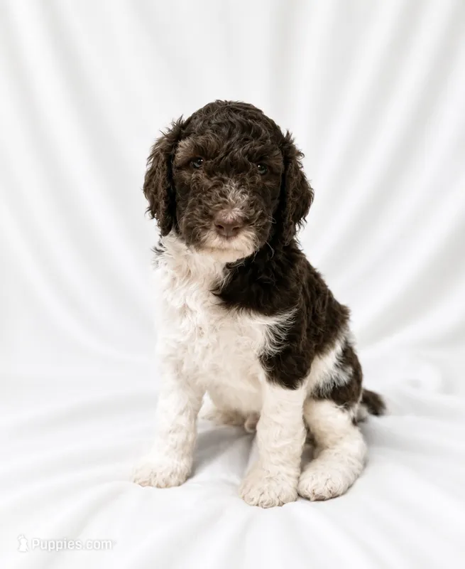 Jeremiah  – Poodle - Standard  puppy for sale in Helotes, TX