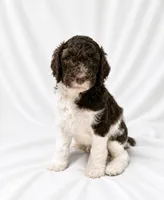 Jeremiah , a male Poodle - Standard  for sale in Helotes, TX – 1 of 1